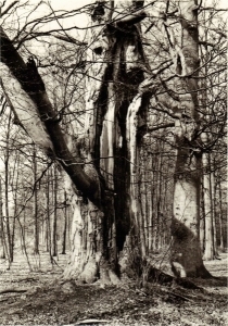 F62 Oude boom bij kasteel Den Bramel, 1963
